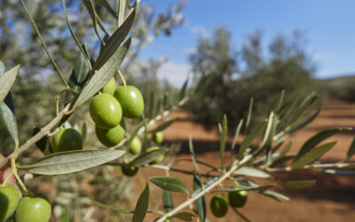 Cómo se elabora el aceite de oliva: el proceso de producción desde la cosecha hasta el envasado.